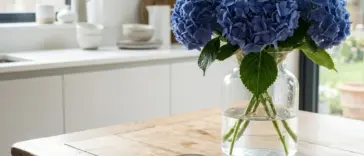 Hydrangea bouquet kept fresh with the alum powder trick in a glass vase at home