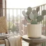 A beautifully styled Santa Rita prickly pear cactus in a modern ceramic pot on a bright urban apartment balcony.