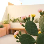 Beautiful prickly pear cactus with vibrant yellow and pink flowers blooming in a modern patio garden.