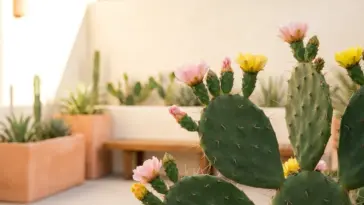 Beautiful prickly pear cactus with vibrant yellow and pink flowers blooming in a modern patio garden.