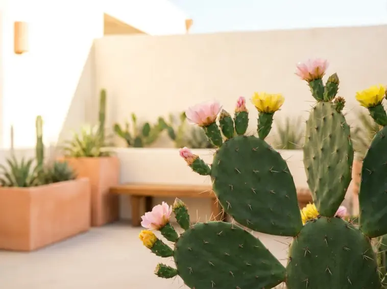 Beautiful prickly pear cactus with vibrant yellow and pink flowers blooming in a modern patio garden.