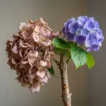 Wilted hydrangea bouquet showing drooping blooms, woody stems, and fast moisture loss in cut hydrangeas