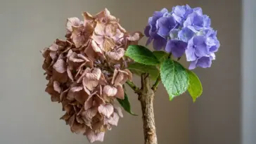 Wilted hydrangea bouquet showing drooping blooms, woody stems, and fast moisture loss in cut hydrangeas