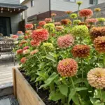 A lush and dense zinnia bed blooming vibrantly in a bright, modern cottage garden layout.
