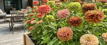A lush and dense zinnia bed blooming vibrantly in a bright, modern cottage garden layout.
