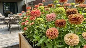 A lush and dense zinnia bed blooming vibrantly in a bright, modern cottage garden layout.
