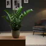 A thriving glossy ZZ plant displayed as a living room centerpiece in a modern low-light apartment.