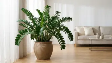 A healthy, glossy ZZ plant standing in a beautifully styled, sunlit minimalist apartment living room.