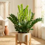 A healthy, thriving ZZ plant with vibrant new growth shoots in a bright, modern living room.