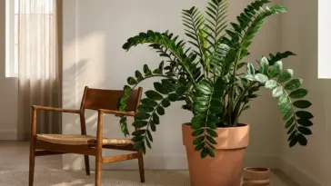 A thriving ZZ plant with glossy green leaves sitting on a wooden plant stand in a stylishly decorated low-light room corner.
