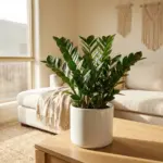 A lush green ZZ plant in a stylish white ceramic pot sitting on a wooden table inside a bright modern living room.