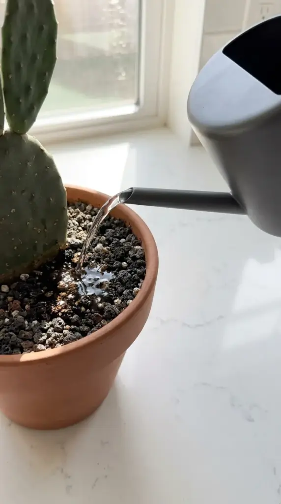 Demonstrating the soak and dry watering method for an indoor prickly pear cactus.