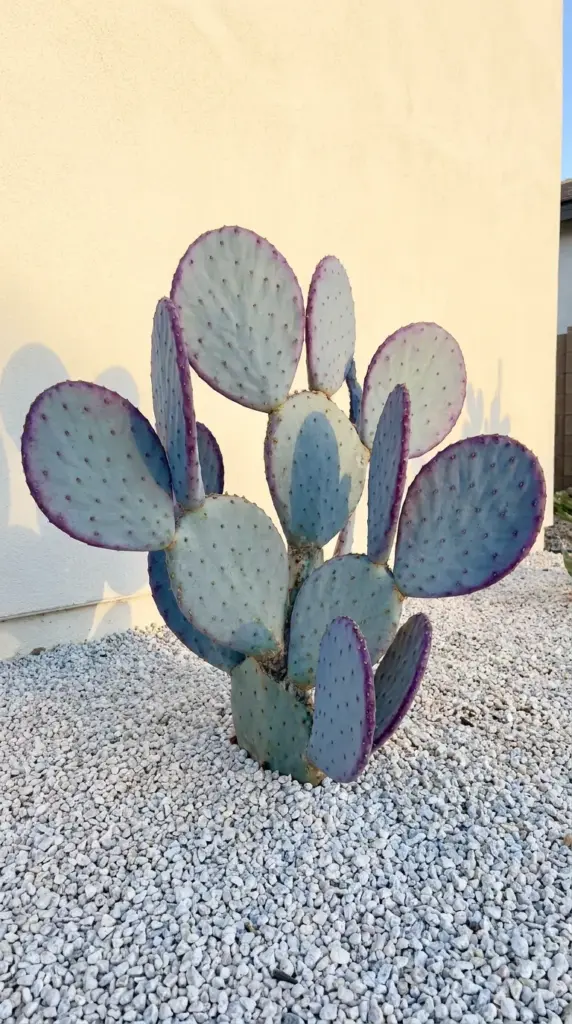 Violet-purple Santa Rita prickly pear cactus planted in a minimalist front yard xeriscape with gravel mulch.