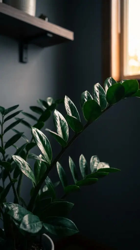 Close-up of glossy ZZ plant leaves reflecting minimal ambient light in a dark bedroom corner.