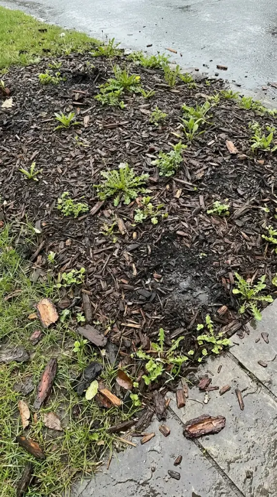 Common mulch problems including weeds, soggy spots, and messy landscape edging around flower beds