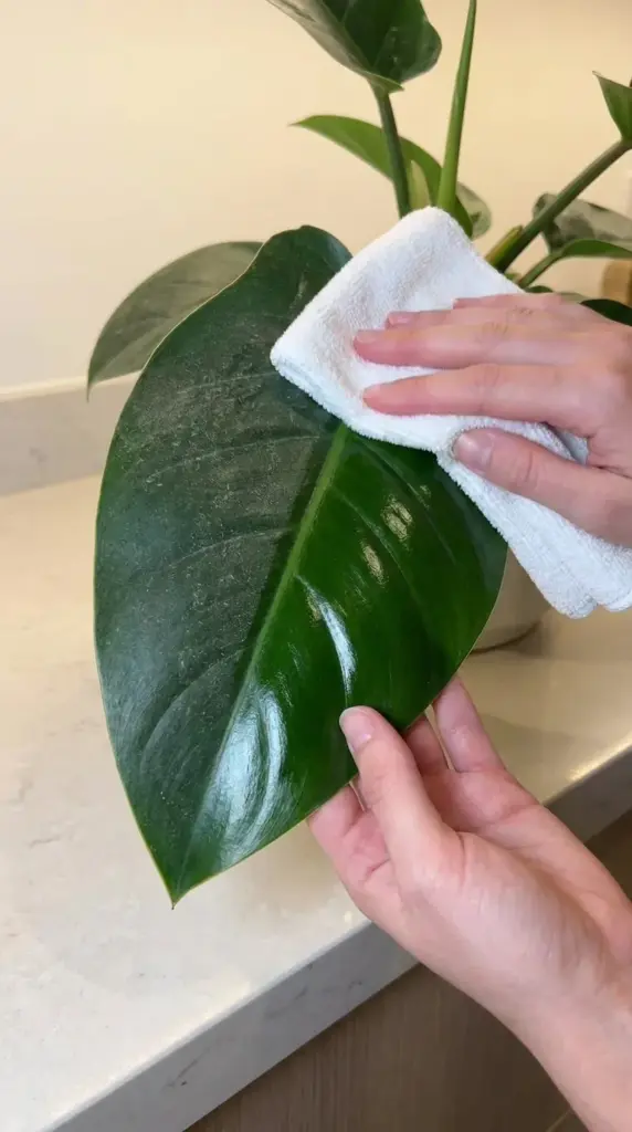 A person cleaning a dusty ZZ plant leaf with a damp microfiber cloth to restore its natural glossy foliage.