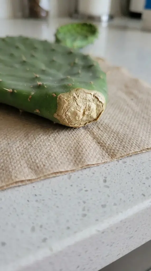 A calloused prickly pear cactus pad cutting drying on a paper towel to prevent rot before planting.