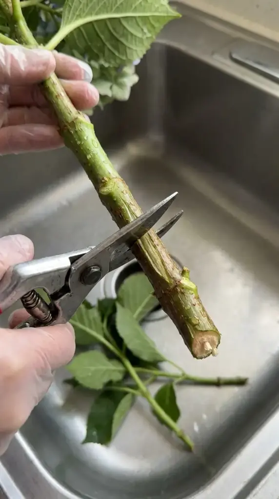 Recutting hydrangea stems at a diagonal angle to improve water uptake and revive wilted flowers