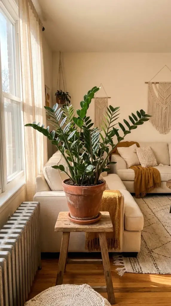 A ZZ plant placed in low indirect sunlight inside a stylish boho home decor living room during the cold months.