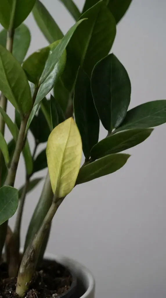 A pale yellowing leaf on an overwatered ZZ plant stem showing early signs of moisture stress.