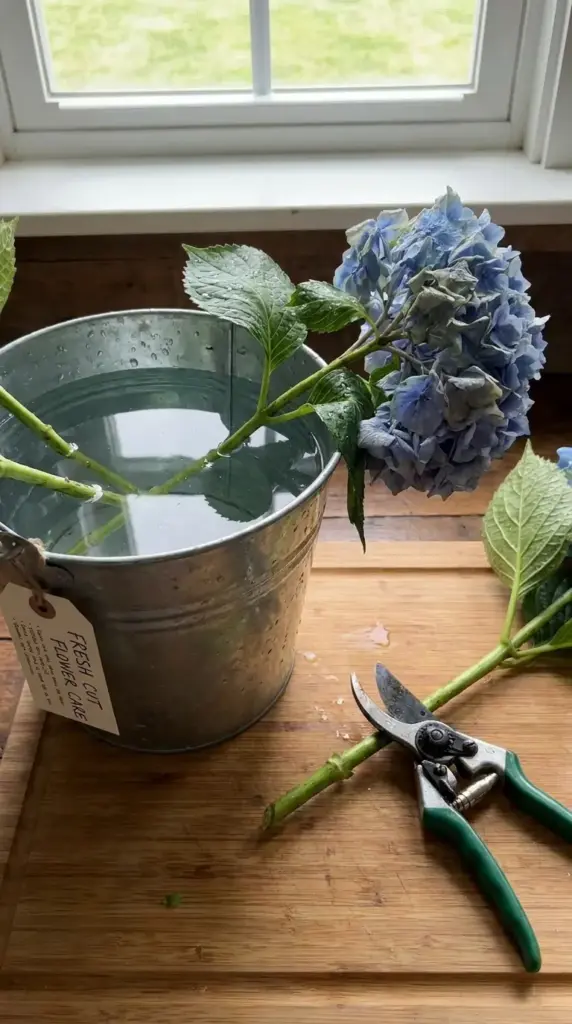 conditioning hydrangeas and prepping stems for better hydration and vase life