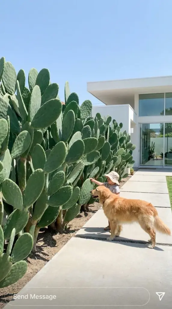 Large spineless Burbank prickly pear cactus planted along a modern concrete garden walkway.