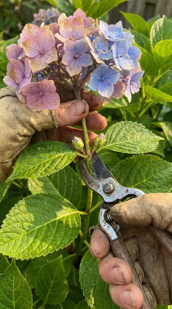 How to prune bigleaf hydrangea without removing next year’s flower buds
