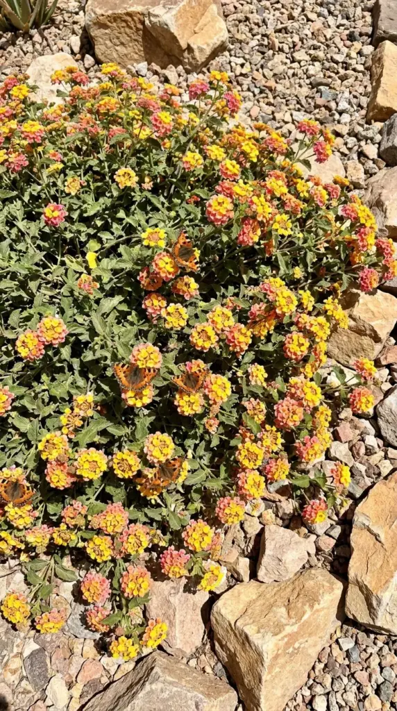 Colorful trailing lantana flower clusters acting as a landing pad for butterflies in a sunny garden.