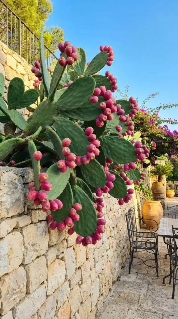 Majestic Indian fig cactus bearing bright pink edible tuna fruits against a rustic garden wall.