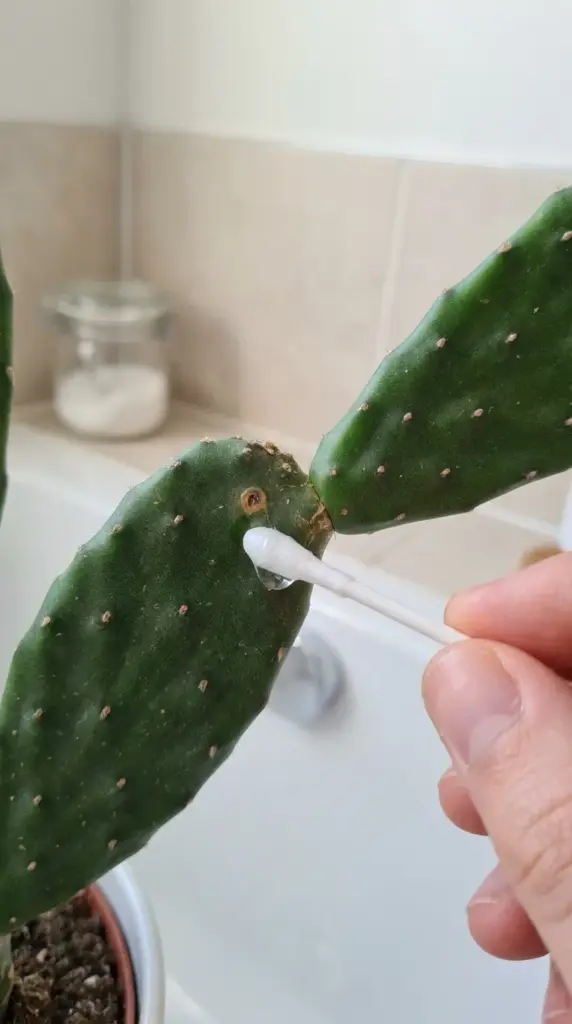 Applying a natural mealybug treatment to an indoor cactus using a cotton swab.