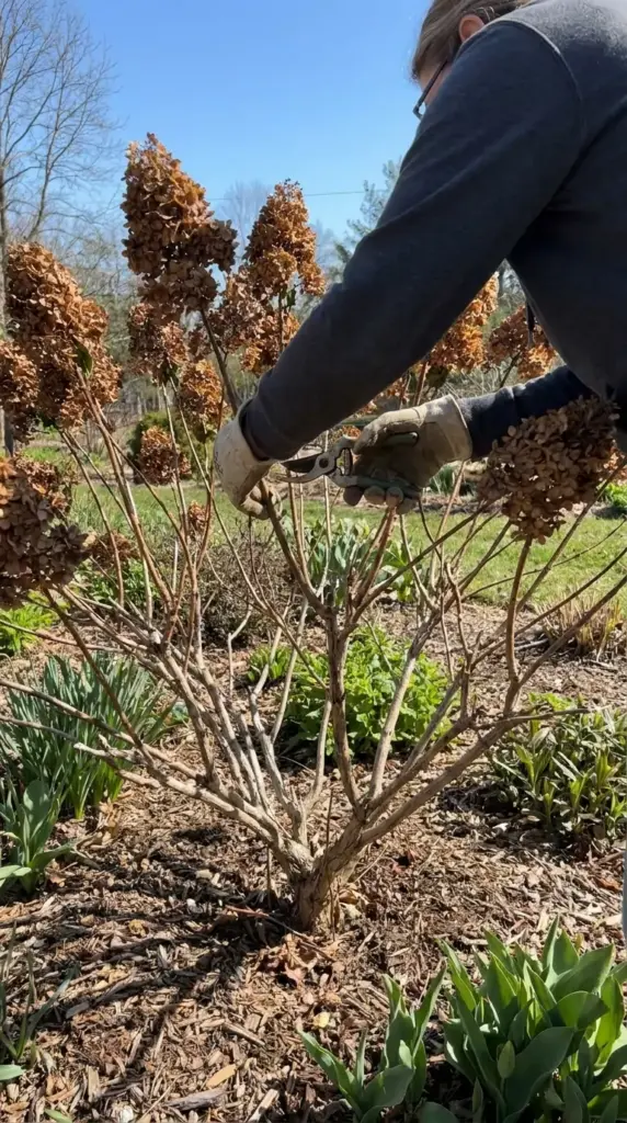 Pruning panicle hydrangeas in late winter for bigger and better blooms