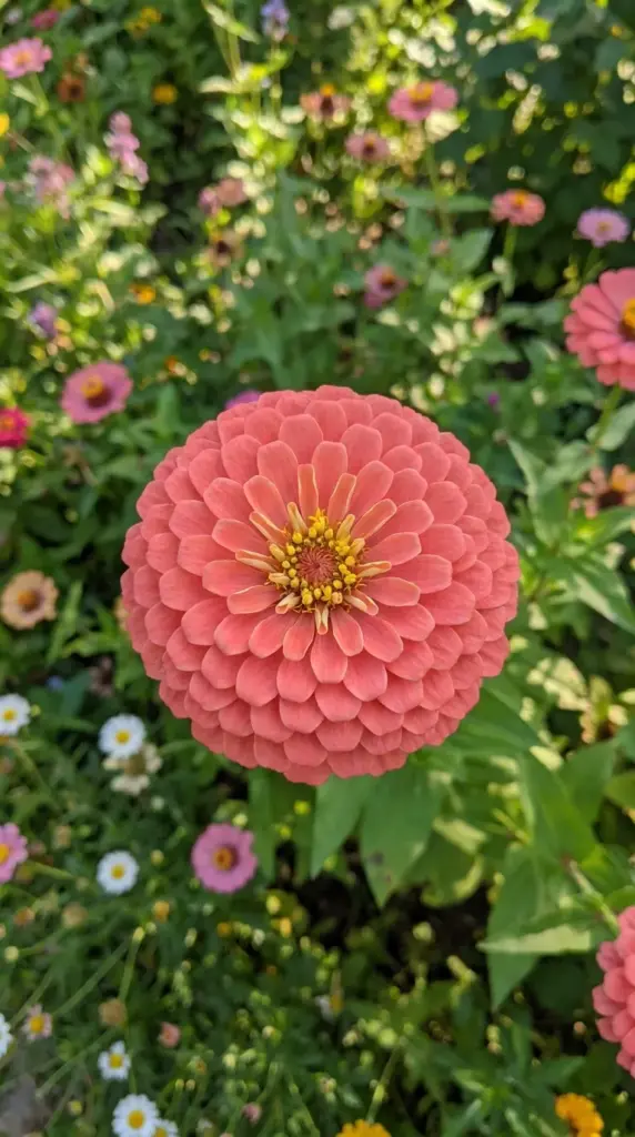 A perfectly symmetrical and round giant zinnia flower showing uniform petal development from boron.