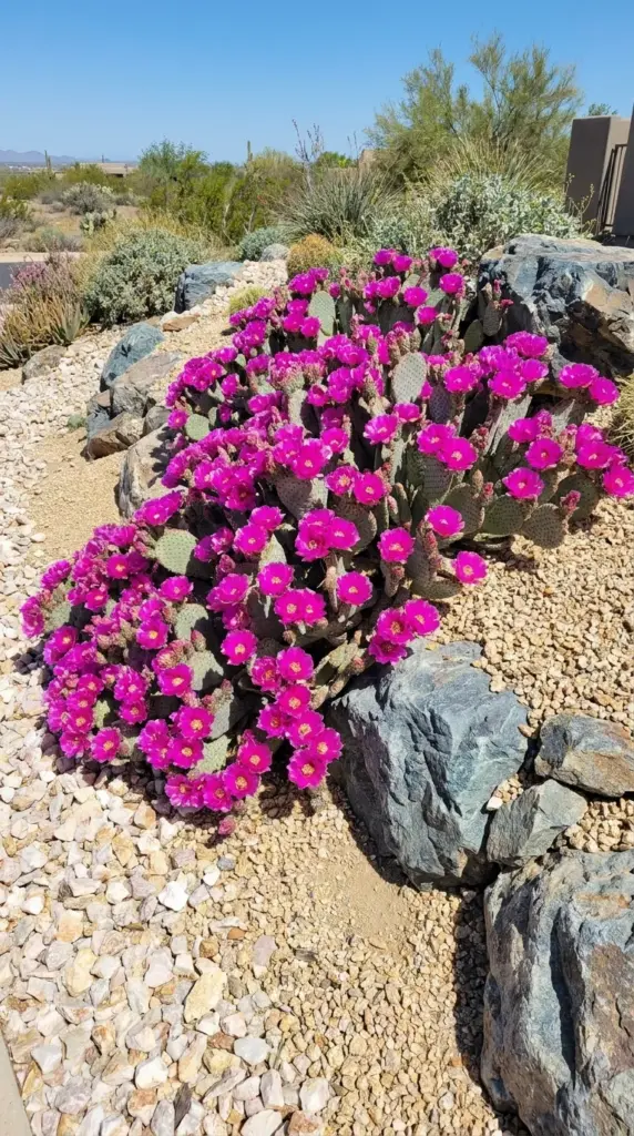 Low growing beavertail cactus groundcover completely covered in bright neon magenta spring blossoms.