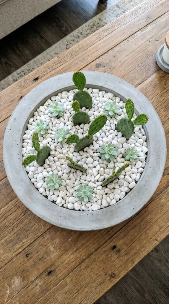 Miniature desert scape inside a shallow concrete dish garden with prickly pear cactus cuttings.