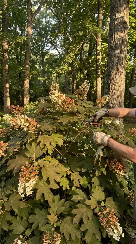 Gentle pruning method for oakleaf hydrangea after flowering