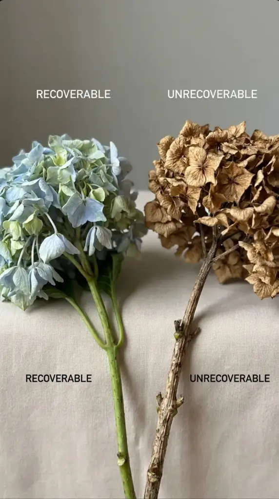 Comparing recoverable wilted hydrangeas with browned blooms that are beyond saving