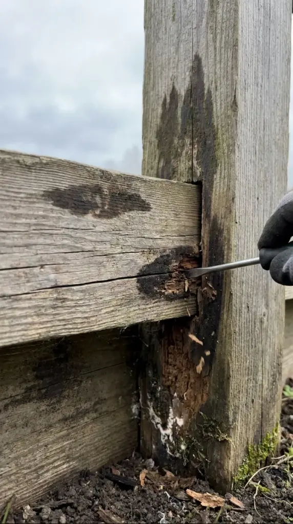 Early warning signs of fence rot including soft wood, discoloration, cracks, and fungal growth
