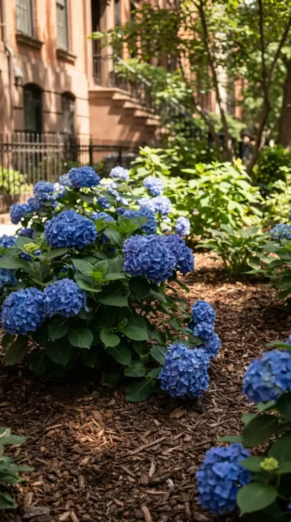Blue hydrangeas in morning sun and afternoon shade with mulch to reduce heat stress and protect bloom color