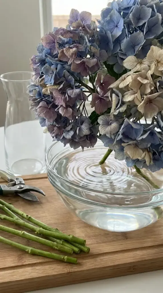 Reviving wilted hydrangeas with a cool water soak and fresh stem cut