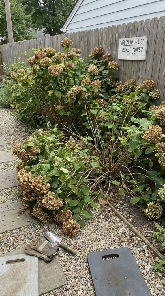 Common hydrangea cluster planting mistakes like overcrowding, poor spacing, and blocked garden sightlines