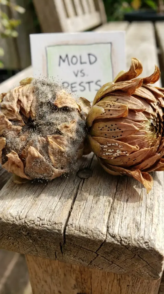 Macro comparison showing the difference between dahlia gray mold bud rot and insect pest damage on a flower bud.