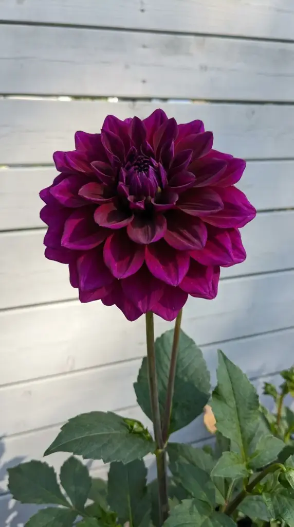 A deep purple Thomas A. Edison dahlia flower blooming against a light gray garden fence.