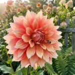A massive pink dinnerplate dahlia flower blooming in a bright summer backyard garden.