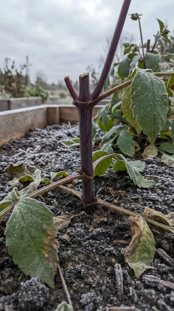 A dahlia stalk cut down to six inches in an autumn garden bed after the first hard frost.