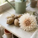 Healthy dahlia flower tubers laid out neatly on a bright wooden garden workbench with a fresh pink dahlia bloom.