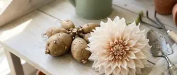 Healthy dahlia flower tubers laid out neatly on a bright wooden garden workbench with a fresh pink dahlia bloom.