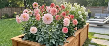 Beautiful dahlia flowers growing vigorously in a wooden raised bed in a backyard garden.