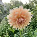 A massive dinnerplate dahlia flower blooming beautifully in a sunny open-air backyard garden.