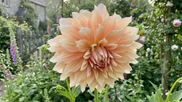 A massive dinnerplate dahlia flower blooming beautifully in a sunny open-air backyard garden.