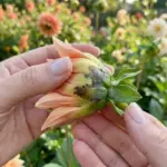 Close-up of a gardener inspecting a dahlia flower bud rotting before opening in a sunlit backyard cutting garden.